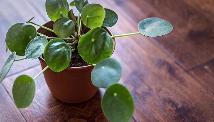 A Chinese money plant on a shiny wood table.