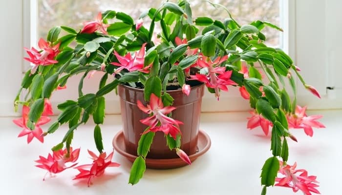 A lovely pink Christmas cactus near a sunny window.