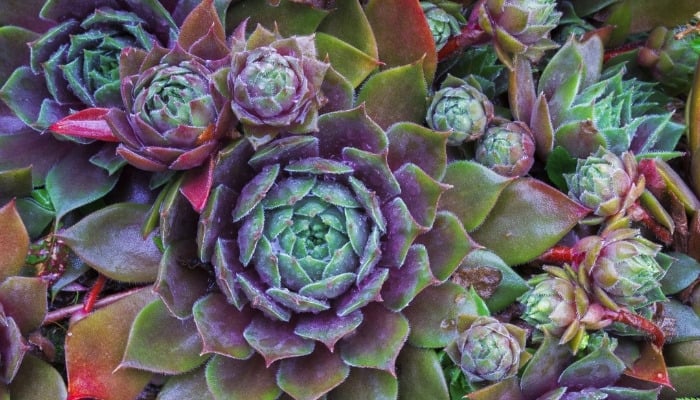 A colorful Sempervivum tectorum, or hen and chick plant, up close.