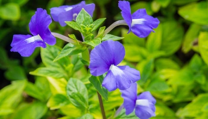 A patch of common blue violets in bloom.