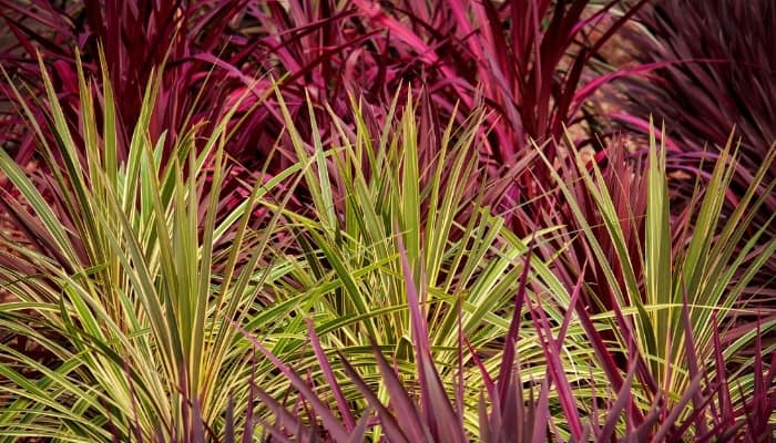 Several different types of Cordyline plants.