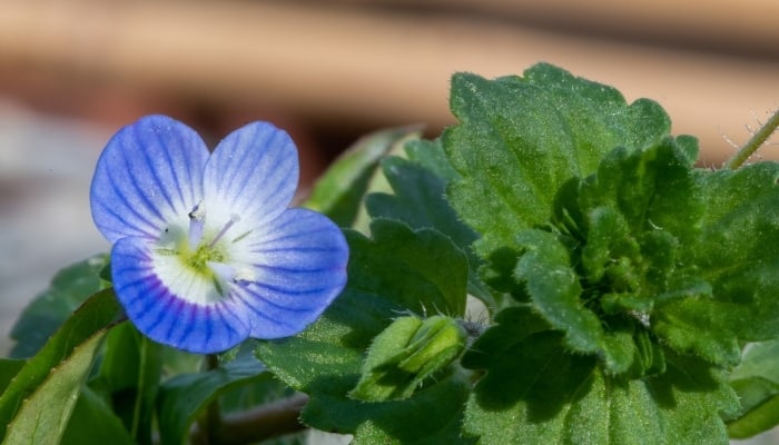 A close look at corn speedwell flower and leaves.