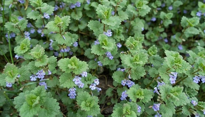 A creeping Charlie plant blooming.