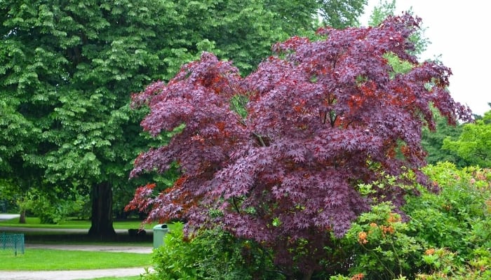 A Crimson King maple tree surrounded by lower-growing plants.