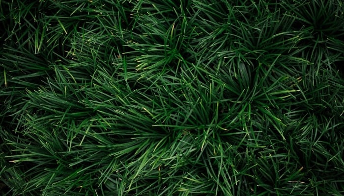 Healthy, dark-green mondo grass.