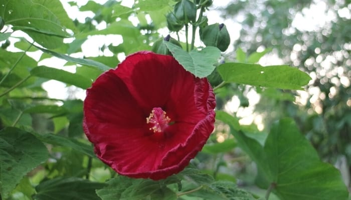 A deep-red flower on a hardy hibiscus plant in a garden.