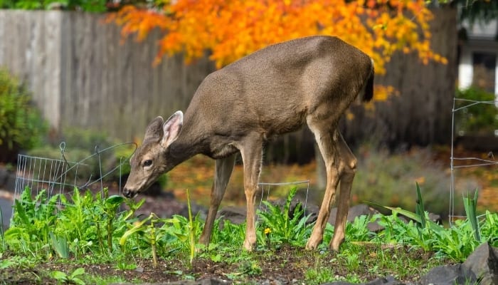An adult deer eating plants from a backyard garden.