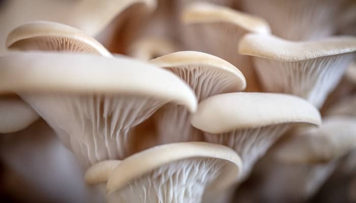 A close-up image of mature elm oyster mushrooms.