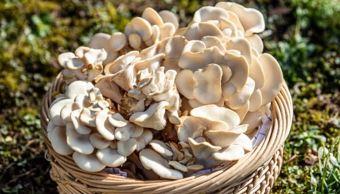 Freshly harvested elm oyster mushrooms in a basket outdoors.