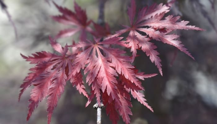 A close look at Ever Red maple leaves in dappled sunlight.