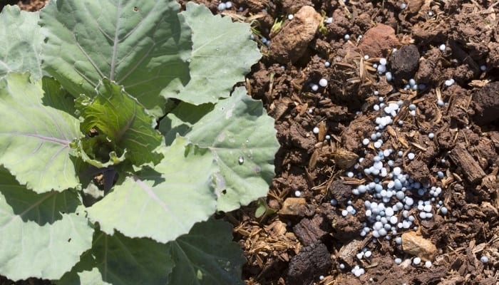 A handful of fertilizer granules sprinkled at the base of a cabbage plant.