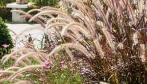 Pretty plumes of foxtail fountain grass in garden.