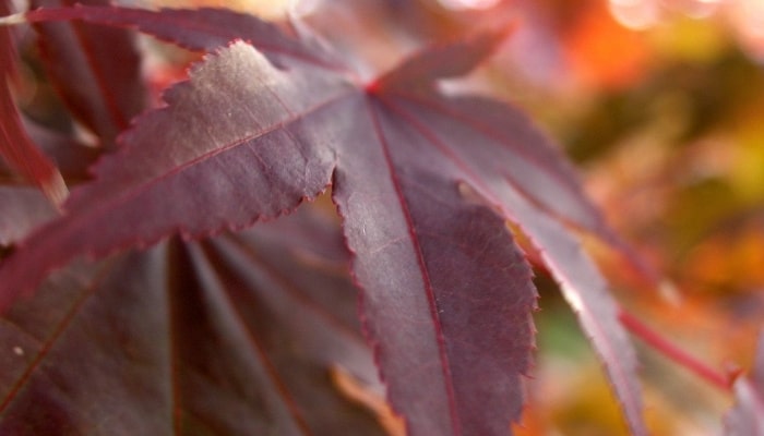 An up-close look at a leaf from a Frosted Purple maple tree.