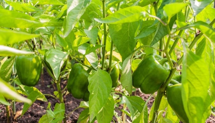 Fresh green bell peppers growing on a plant.