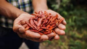 A farmer holding handfuls of guajillo chili peppers.