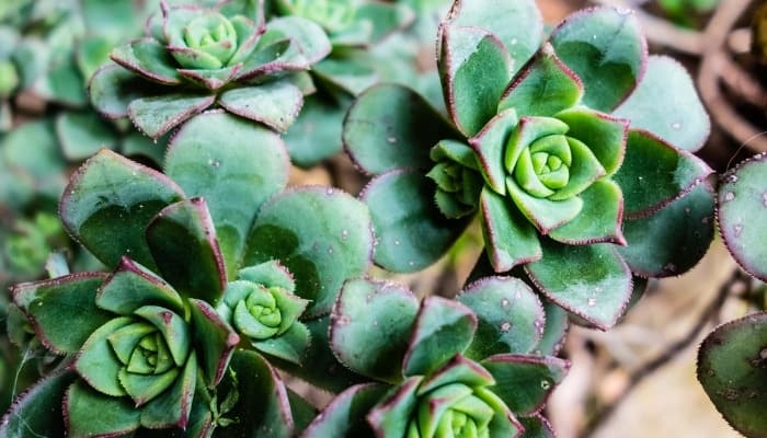 A green hen and chick plant with red-tipped leaves.