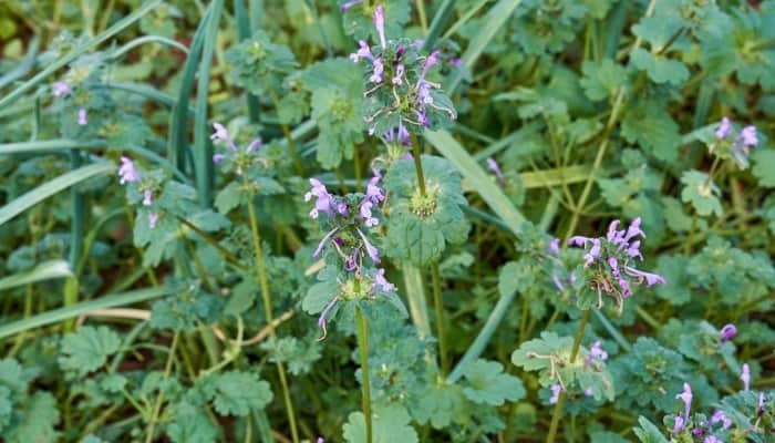 Tiny flowers on common henbit plant.