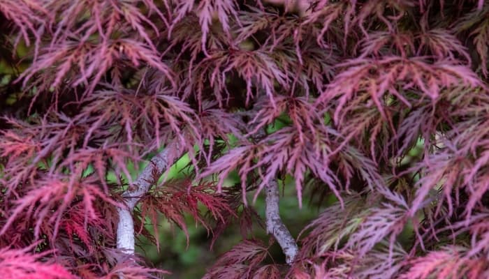 Close look at the foliage of Inaba Shidare maple tree.