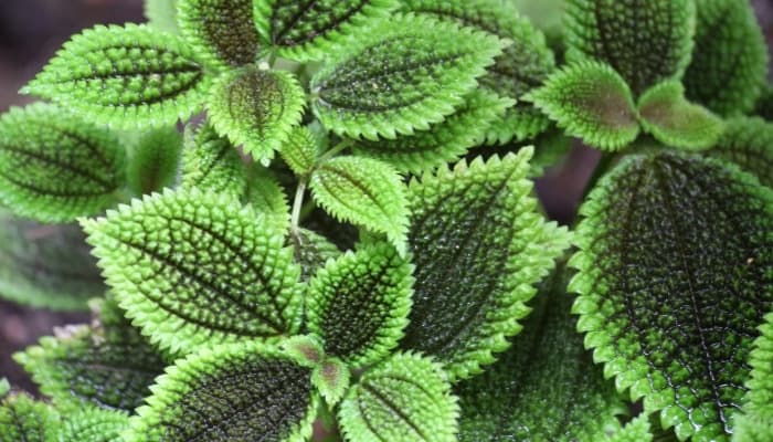 A close-up look at the leaves of a moon valley pilea plant.