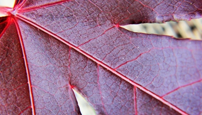 An extreme close-up view of a leaf of a Moonfire maple tree.