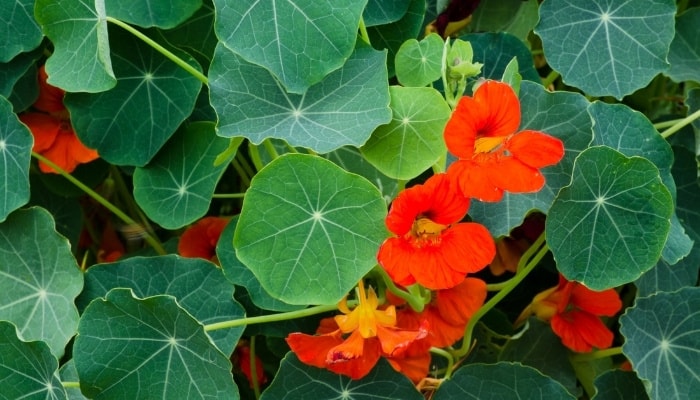 A nasturtium plant blooming in a garden.