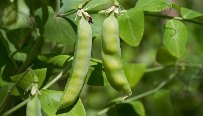 A pea plant with several pods ready to be picked.