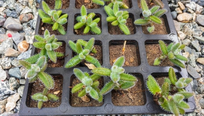 A tray with small pickle plant cuttings.