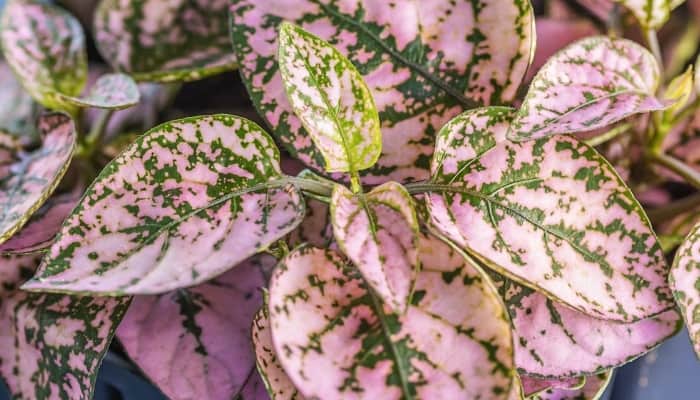 A close-up view of a pink polka dot plant.