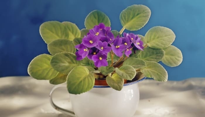 A purple African violet on a white sheet against a sky-blue background.