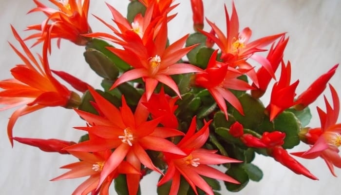 A blooming red Christmas cactus viewed from above.