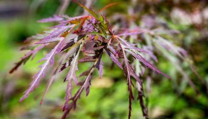 Several new leaves of a Red Dragon maple tree.