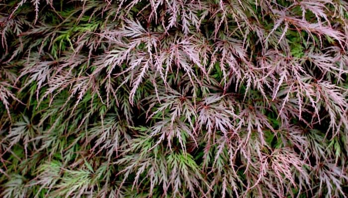 A close look at the leaves of Red Filigree Lace maple tree.