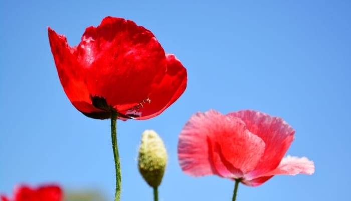 Red and pink Shirley poppy flowers against a clear blue sky.