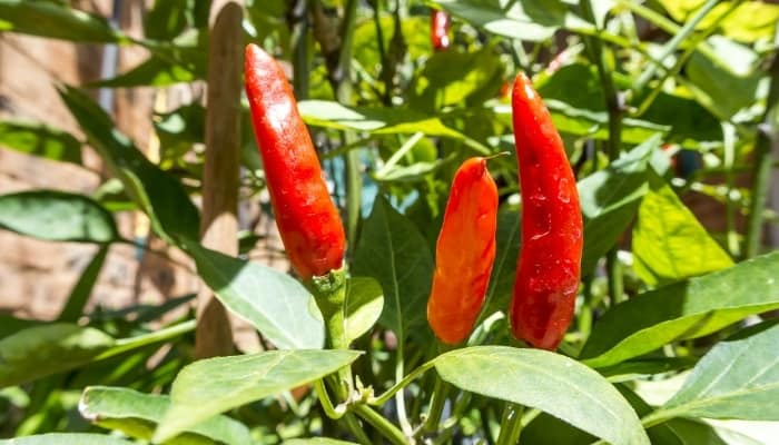 Large red chili peppers growing upright on the plant.