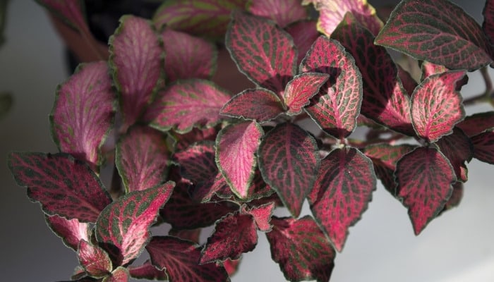 A close look at the red mosaic leaves of a fittonia plant.