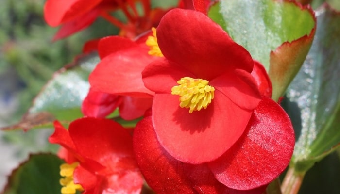 Close look at the red flower of the bedding or wax begonia.