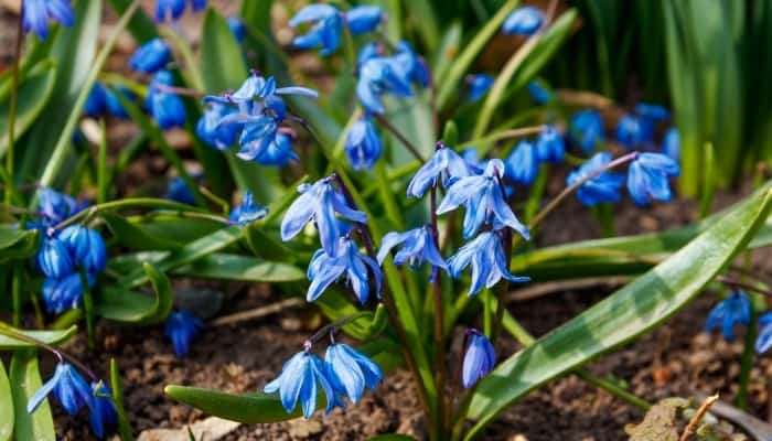 Blue flowers on Siberian squill.