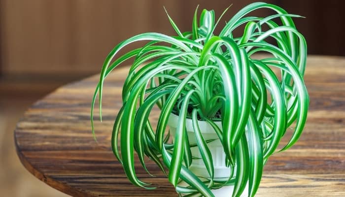 A healthy spider plant on a round wooden table.