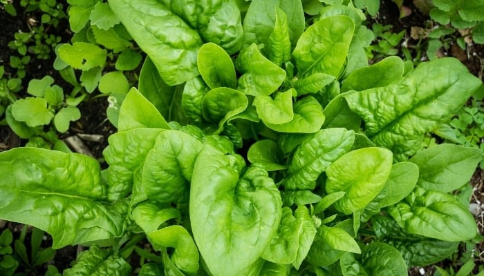 A healthy spinach plant growing in a garden.