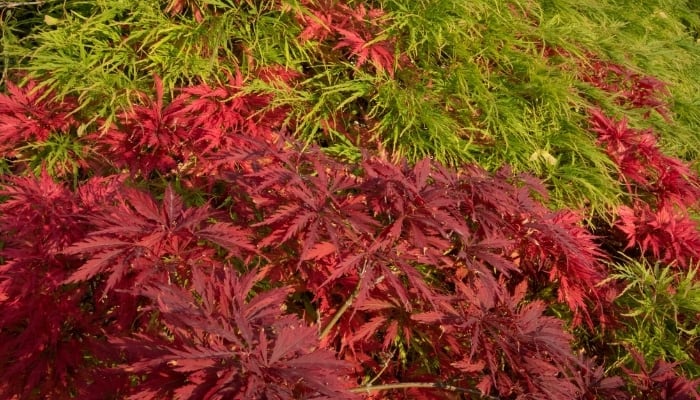 A Tamukeyama maple tree with reddish purple and green leaves.