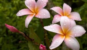 A close look at three blooms on a plumeria plant.