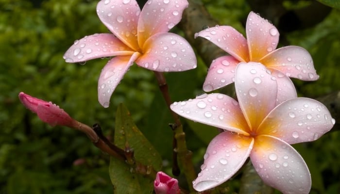 7 Best Fertilizers for Plumeria – Guidelines & How To Apply