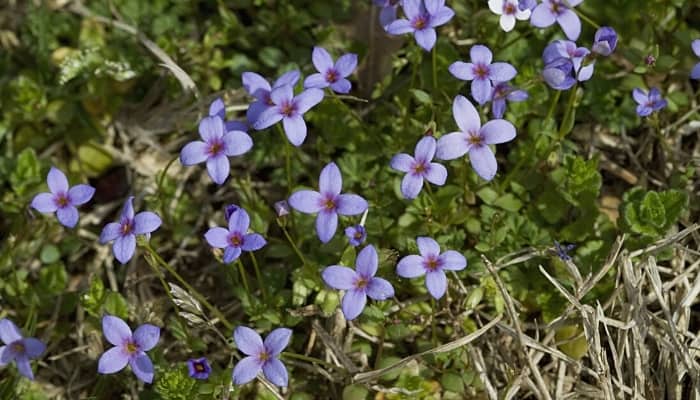 Tiny Bluet flowers growing in a shady area. 