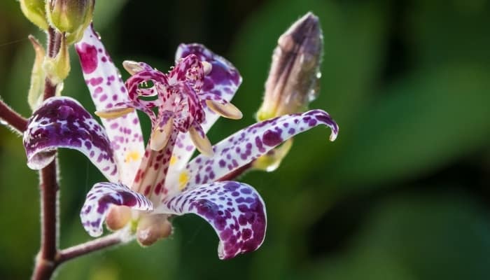 A purple and white toad lily bloom.