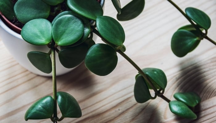 A trailing jade peperomia plant on a wood table.