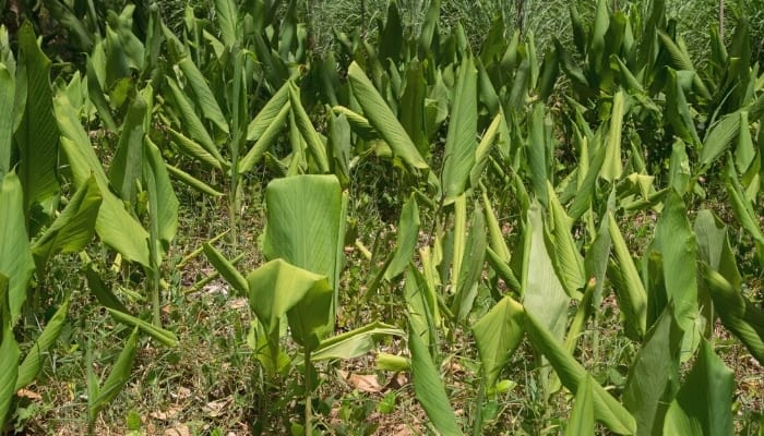 Turmeric plants growing in a small garden.