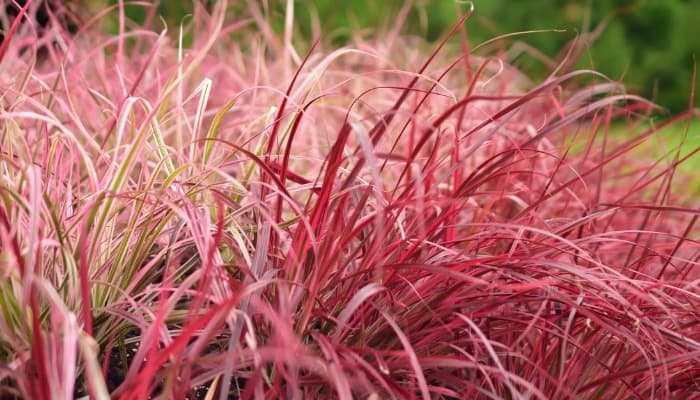 Up-close look at variegated red fountain grass.