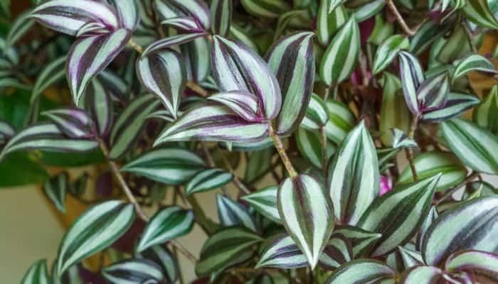 Close-up view of a Wandering Jew plant.