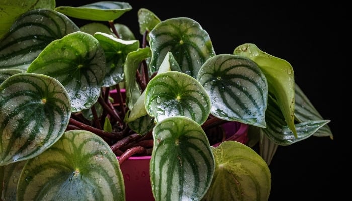 A healthy watermelon peperomia on a black background.