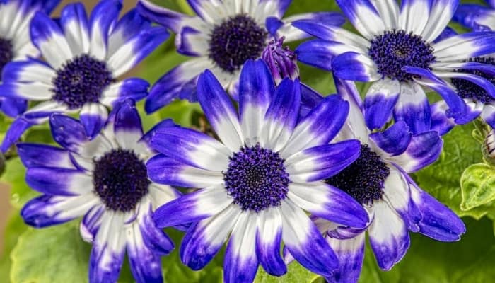 Blue and white flowers on a mature senetti plant.